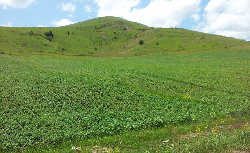 Socar to supply carbamide to the Azeri market