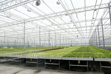 A new greenhouse complex has been launched in Krasnodar Krai