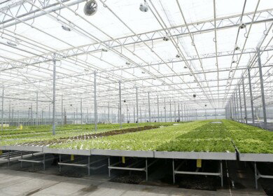 A new greenhouse complex has been launched in Krasnodar Krai