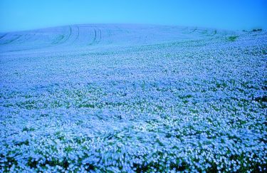 Flax growing will enjoy continuous support