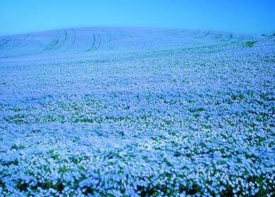 Flax growing will enjoy continuous support