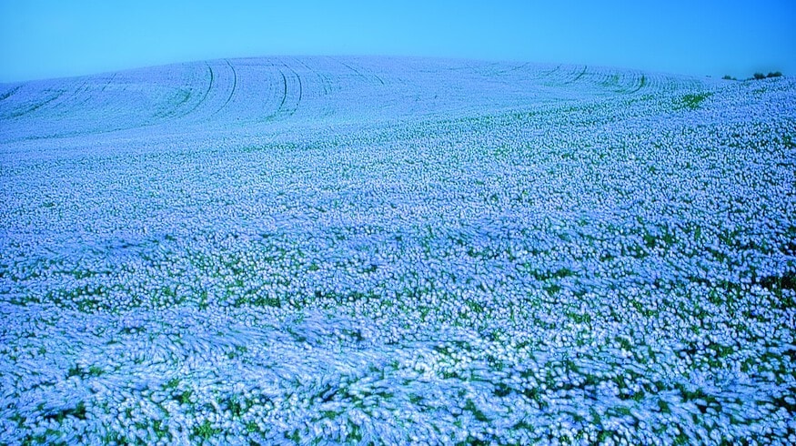 Flax growing will enjoy continuous support