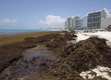 British scientists want to help Mexico