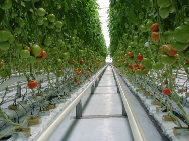 Greenhouse business in Bashkortostan may have tough times