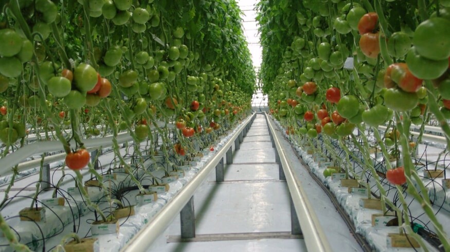 Greenhouse business in Bashkortostan may have tough times