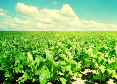 Sugar beet crops to be reduced in Russia