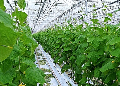 Greenhouse business to continue growing in Russia