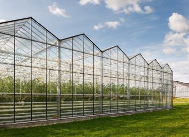 1,125 ha of greenhouses to be built and modernized in Russia by 2025