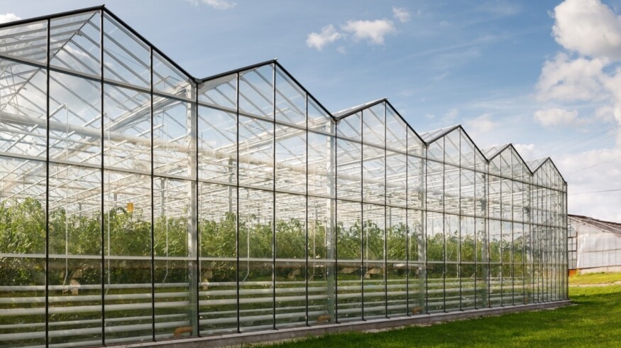 1,125 ha of greenhouses to be built and modernized in Russia by 2025