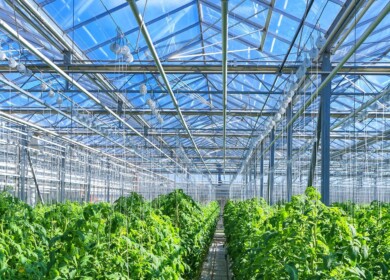 The largest greenhouse complex to open in Russia