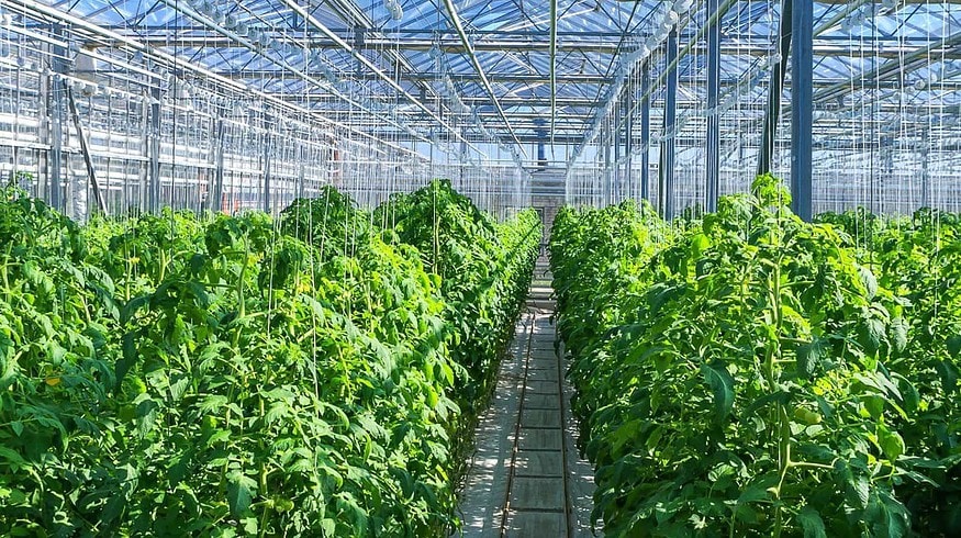 The largest greenhouse complex to open in Russia