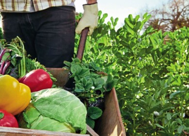 Water soluble fertilizers from Almaz Group will help to intensify agricultural production in Russia