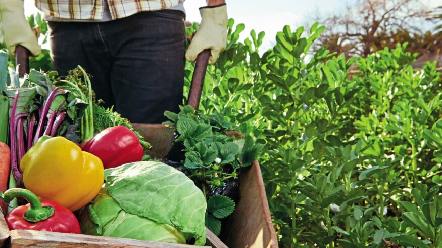 Water soluble fertilizers from Almaz Group will help to intensify agricultural production in Russia