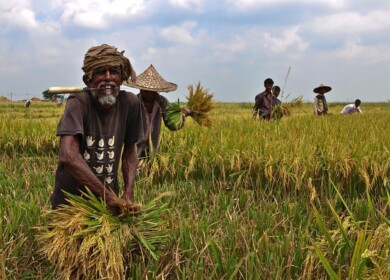 Diammonium phosphate to come down in Bangladesh