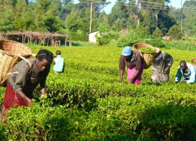 Uralchem will make direct supplies to Nigeria