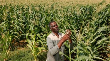 A new fertilizer has been developed in Ghana