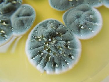 Far Eastern scientists plan to develop new herbicides