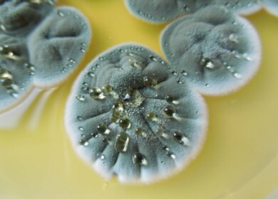 Far Eastern scientists plan to develop new herbicides