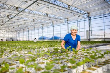 A large greenhouse complex is being created in the Kangalassi ASEZ