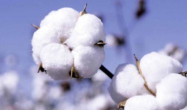 Cotton yield growth expected in Azerbaijan