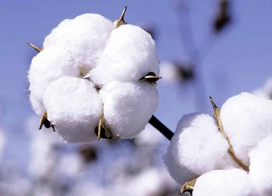 Cotton yield growth expected in Azerbaijan