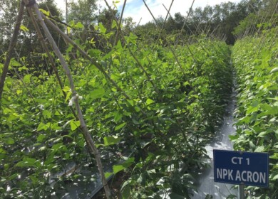 Acron has tested fertilizers in Vietnam