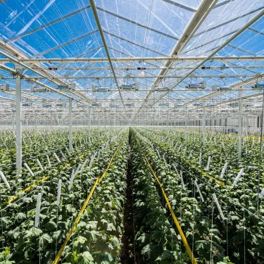 Rost penetrates the Leningrad Oblast