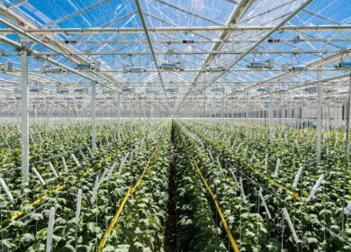 Rost penetrates the Leningrad Oblast