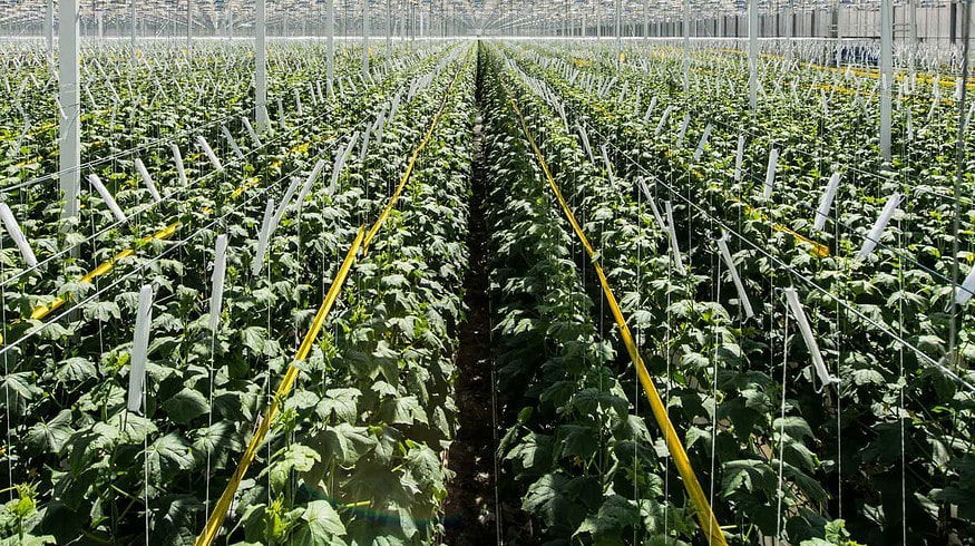 Rost penetrates the Leningrad Oblast