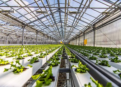 Bashkortostan seeks to develop greenhouse business