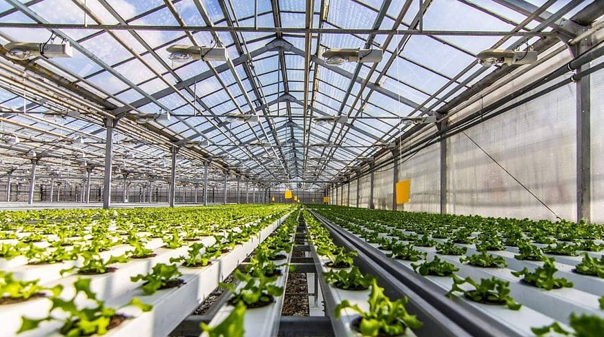 Bashkortostan seeks to develop greenhouse business
