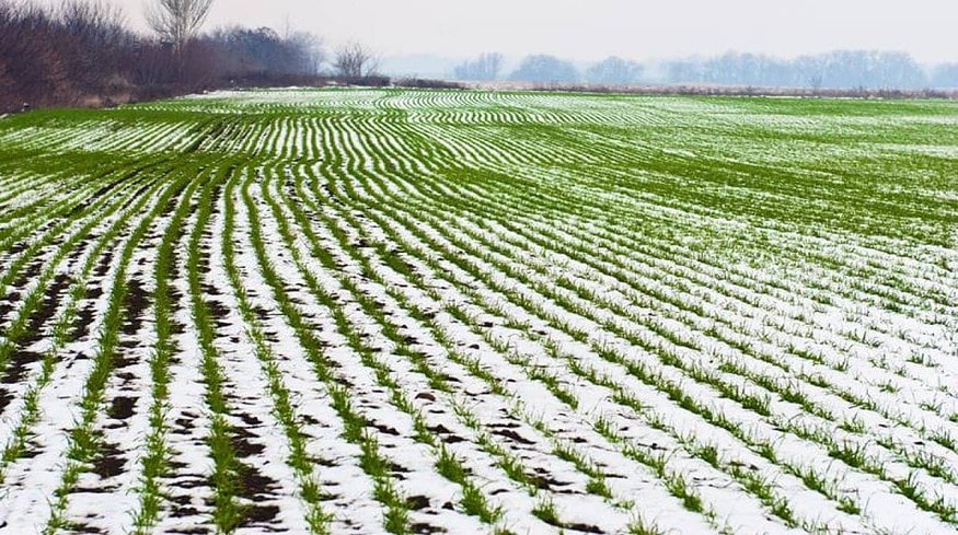 Ukraine may lose 15-25% of its crops