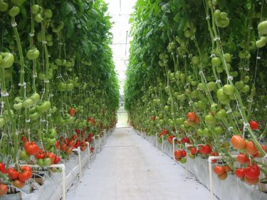 New greenhouse complex opens in Chechnya