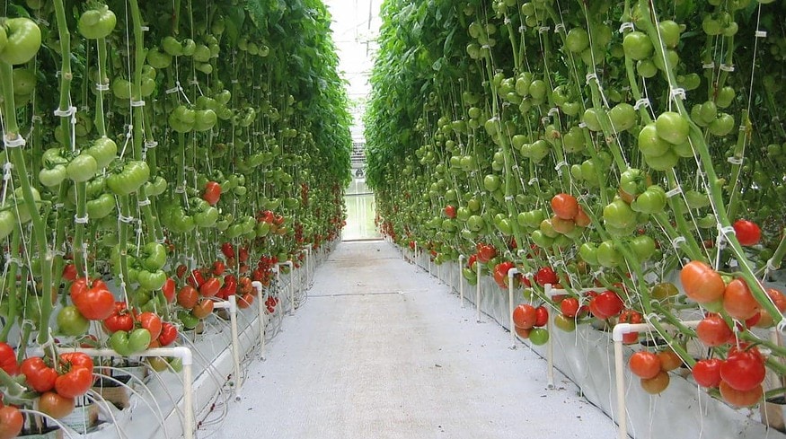 New greenhouse complex opens in Chechnya