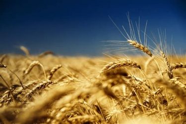 Fields in the Ulyanovsk region will go digital