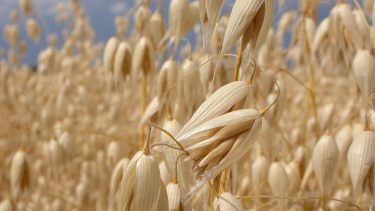 Russia expands cereal crops area