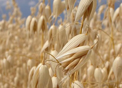 Russia expands cereal crops area