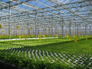 New greenhouse complex opens in Moscow