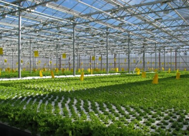 New greenhouse complex opens in Moscow