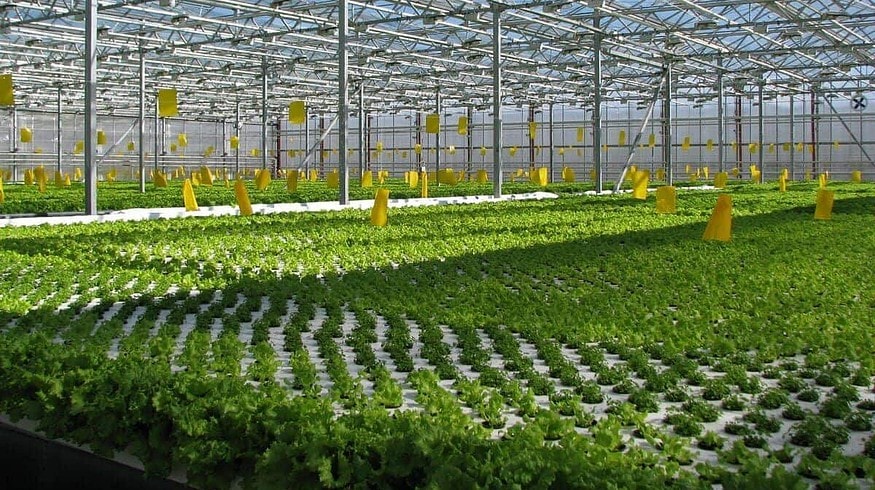 New greenhouse complex opens in Moscow