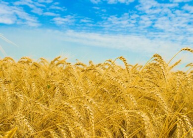 Yield to surpass 10 mln. tons in the Rostov region