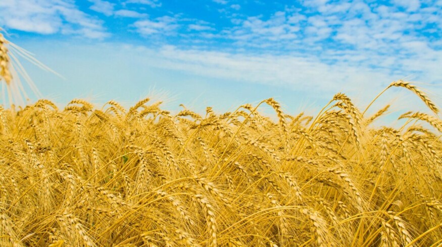Yield to surpass 10 mln. tons in the Rostov region