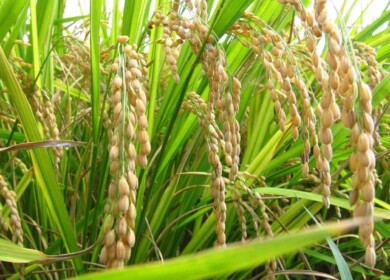 Russia expands rice-field territories