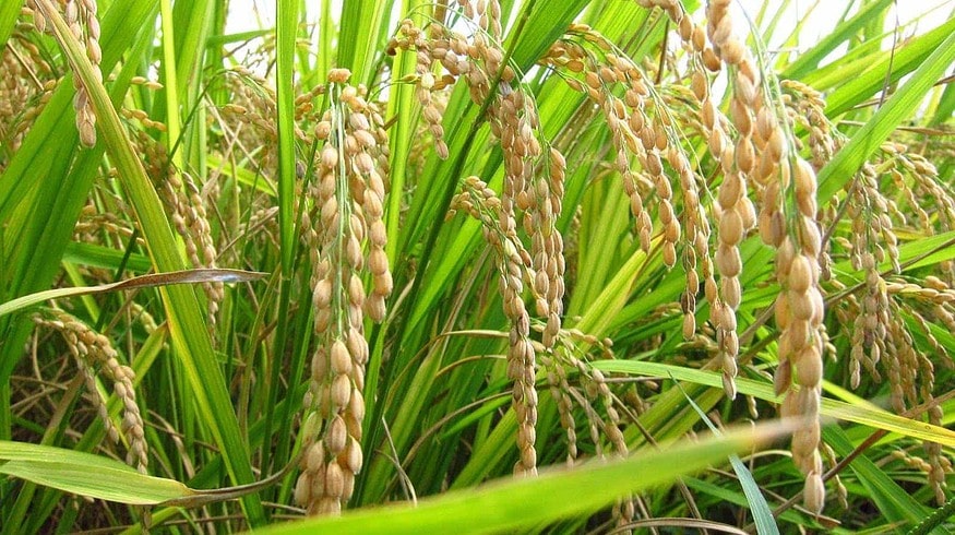 Russia expands rice-field territories