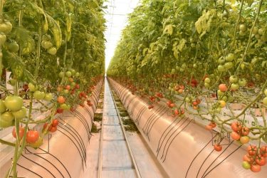 Moscow region may become a leader in greenhouse vegetables