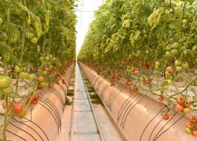 Moscow region may become a leader in greenhouse vegetables