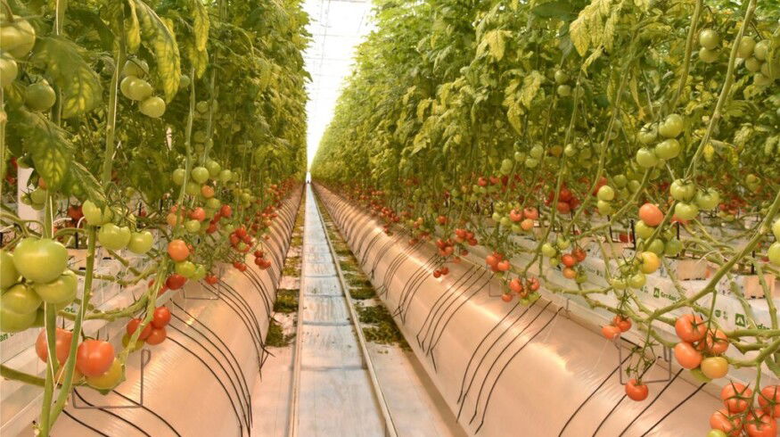 Moscow region may become a leader in greenhouse vegetables