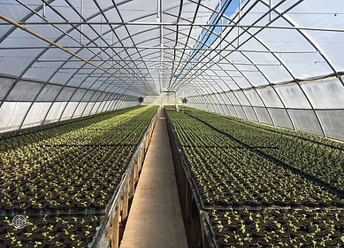 New greenhouse complex opens in Khabarovsk