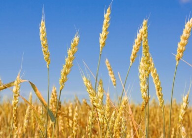 Grain yield in Russia may surpass 122 mln. tons in 2020