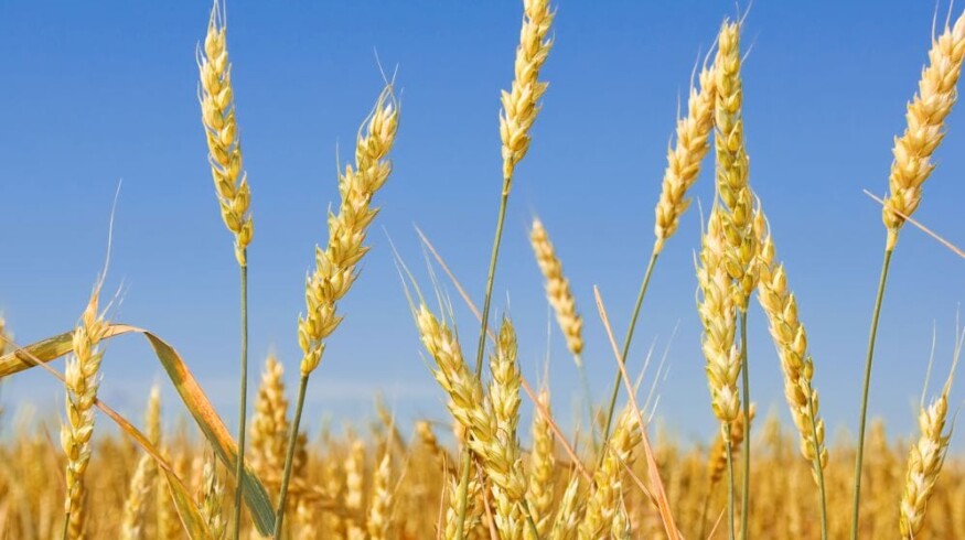 Grain yield in Russia may surpass 122 mln. tons in 2020